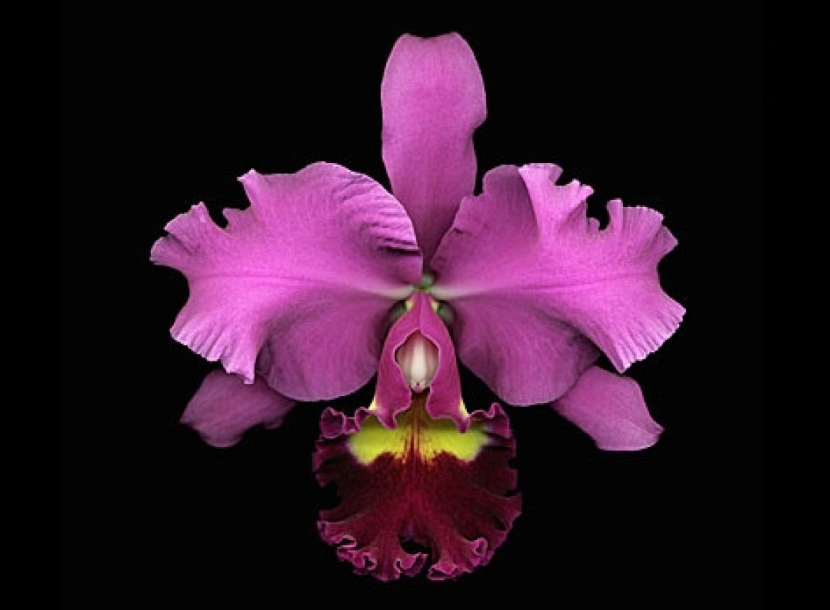 rinascimento orchid fragrance ambient scent marketing