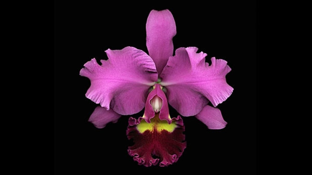 rinascimento orchid fragrance ambient scent marketing